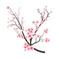 Cherry blossom branch with pink blooming flowers. Sakura branch vector on white background. Cherry blossom with pink watercolor Royalty Free Stock Photo