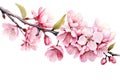 Cherry blossom branch with pink flowers isolated on white background. Watercolor illustration, Watercolor cherry blossom. Vector Royalty Free Stock Photo