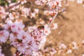 Cherry blossom branch Prunus tomentosa close-up. Blooming spring garden. Bee Anthophila on cherry flowers.
