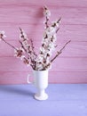 Cherry blossom branch rustic beautiful in a vase on a colored wooden background, spring, Royalty Free Stock Photo