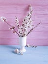 Cherry blossom branch rustic decor beautiful in a vase on a colored wooden background, spring, Royalty Free Stock Photo