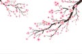 Cherry blossom branch with sakura flower. Watercolor cherry blossom vector. Pink sakura flower background. Sakura on white Royalty Free Stock Photo