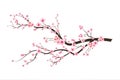 Cherry blossom branch with sakura flower. Sakura on white background. Watercolor cherry bud. Cherry blossom flower blooming vector Royalty Free Stock Photo