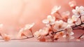 cherry blossom branch in spring, against a peach color background, copy space Royalty Free Stock Photo