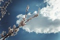 Cherry blossom branch on a spring morning Royalty Free Stock Photo