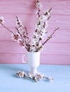 Cherry blossom branch style in a vase on a colored wooden background, spring, Royalty Free Stock Photo