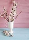 Cherry blossom branch rustic in a vase on a colored wooden background, spring, Royalty Free Stock Photo