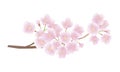 Cherry blossom branch vector illustration