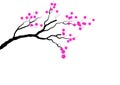 Cherry blossom branch on white background,Vector illustration