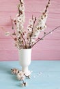 Cherry blossom branch, willow in vase on colored wooden background