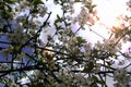 Cherry blossom branches on the background of a bright sunny sky