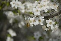 cherry blossom branches and bees pollinating them Royalty Free Stock Photo