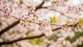 Cherry Blossom Branches in Bloom stock id7760 Royalty Free Stock Photo