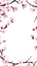 Cherry blossom branches framing for elegant displays Royalty Free Stock Photo