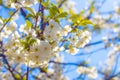 Cherry blossom branches in sun rays