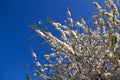 cherry blossom branches of a tree against blue sky. Royalty Free Stock Photo