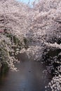 Cherry blossom branches tunnel with river in spring Royalty Free Stock Photo