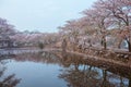Cherry blossom with bridge and pond