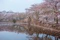Cherry blossom with bridge and pond