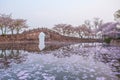 Cherry blossom with bridge and pond