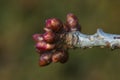 Cherry blossom buds in the sun Royalty Free Stock Photo