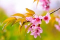 Cherry blossom Royalty Free Stock Photo