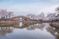 Cherry blossom in Chinese garden