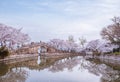 Cherry blossom in Chinese garden