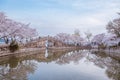 Cherry blossom in Chinese garden