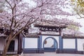 Cherry blossom in Chinese garden