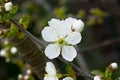 Cherry blossom close-up.