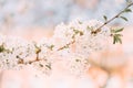 Cherry blossom closeup, brÃÂ°nch with cherry flowers in spring Royalty Free Stock Photo