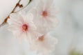 Cherry blossom closeup, brÃÂ°nch with cherry flowers in spring Royalty Free Stock Photo