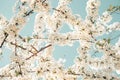 Cherry blossom closeup, brÃÂ°nch with cherry flowers in spring Royalty Free Stock Photo