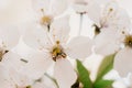 Cherry blossom closeup, brÃÂ°nch with cherry flowers in spring Royalty Free Stock Photo