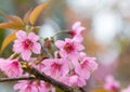 Cherry blossom closeup on branch Royalty Free Stock Photo