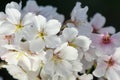 Cherry Blossom Closeup I Royalty Free Stock Photo