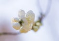 Cherry Blossom closeup Royalty Free Stock Photo