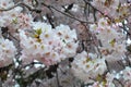 Cherry Blossom Clusters in Full Bloom Royalty Free Stock Photo