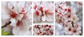 Cherry Blossom Collection Royalty Free Stock Photo