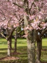 Cherry Blossom @ Cornwall Park, Auckland, New Zealand Royalty Free Stock Photo