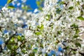 Cherry blossom. Delicate white flower garden cherry natural fresh. Blossom orchard springtime. Spring flowering cherry tree, Royalty Free Stock Photo