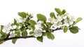 Cherry Blossom Delight: A Branch of White Flowers and Young Leaves