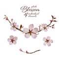 Cherry Blossom Design.