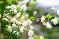 Cherry blossom and dewdrop in gardent Royalty Free Stock Photo