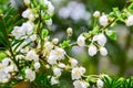 Cherry blossom and dewdrop in gardent Royalty Free Stock Photo