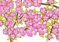 Cherry blossom drawing on white Royalty Free Stock Photo