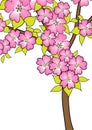 Cherry blossom drawing on white Royalty Free Stock Photo