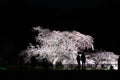 Cherry blossom in the dusk. Kyoto Japan. Royalty Free Stock Photo