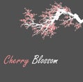 Cherry blossom event template with hand drawn branch with pink cherry flowers blooming. Sakura blossoming festival banner. Chinese Royalty Free Stock Photo